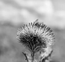 mooi wild bloem gevleugeld bij Aan achtergrond gebladerte weide foto