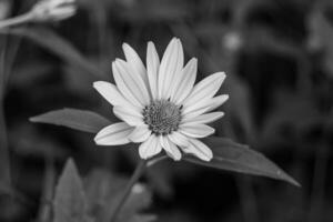 prima wild groeit bloem aster false zonnebloem Aan achtergrond weide foto