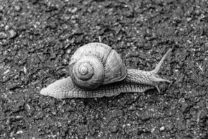 grote tuinslak in schelp kruipend op natte weg, haast je naar huis foto