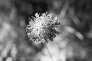 prima wild groeit bloem aster echinops Aan achtergrond weide foto