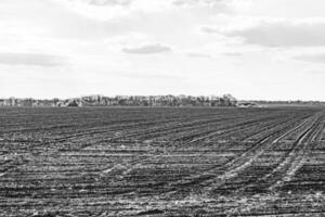 fotografie Aan thema groot leeg boerderij veld- voor biologisch oogst foto