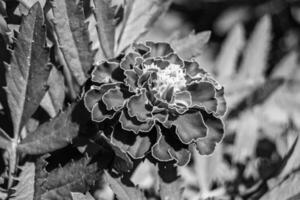 prima wild groeit bloem goudsbloem calendula Aan achtergrond weide foto