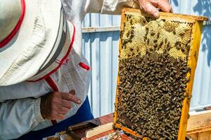 gevleugelde bij vliegt langzaam naar imker en verzamelt nectar op privé bijenstal foto