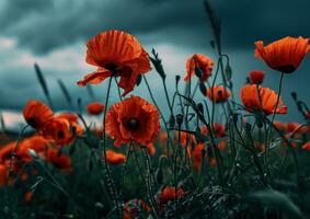 ai gegenereerd deze beeld shows allemaal van de rood klaprozen in de veld- foto