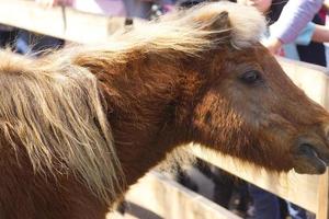 bruin schattig klein pony paard foto