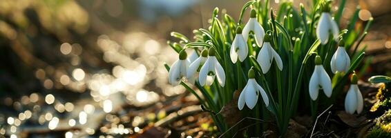 ai gegenereerd wit sneeuwklokje bloemen bloeien buitenshuis met zonlicht foto