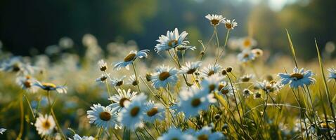 ai gegenereerd een veld- gevulde met kleurrijk bloemen met zonlicht achter hen foto