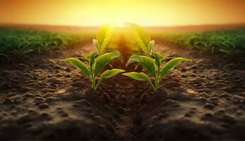 ai gegenereerd bodem visie van jong schiet van maïs geplant in rijen. aarde en groen planten in de achtergrond zonsondergang foto