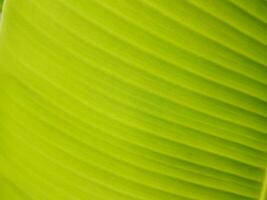 dichtbij omhoog van groen banaan blad structuur achtergrond. natuurlijk groen achtergrond. foto