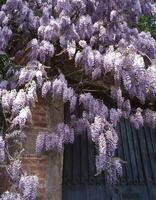 een Purper bloem groeit Aan een boom foto