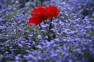een single rood bloem in een veld- van blauw bloemen foto