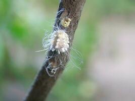 detailopname van de wit wasachtig wazig wolluis pseudococcidae foto