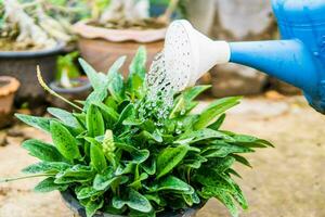 gieter planten met een douche foto