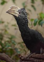 zilverkleurige wangen neushoornvogel foto