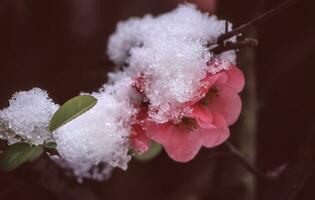 sneeuw Aan een roze bloem foto