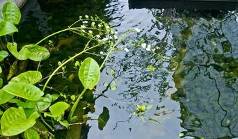 mooi visie van buitenshuis koi vijver foto