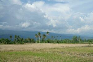 panoramisch groen rijst- velden met bergen in de achtergrond in zuiden sulawesi, Indonesië foto