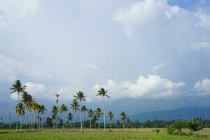 panoramisch groen rijst- velden met bergen in de achtergrond in zuiden sulawesi, Indonesië foto