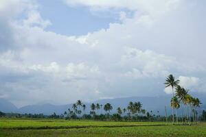 panoramisch groen rijst- velden met bergen in de achtergrond in zuiden sulawesi, Indonesië foto