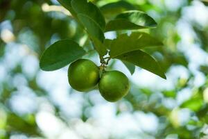 de limoen boom is lager fruit foto