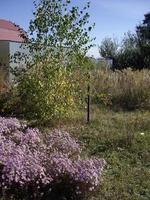 jonge herfstbomen en struiken op het perceel foto