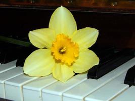 pianotoetsen narcissen foto