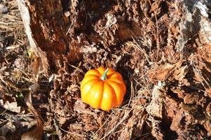 kleine herfstpompoen voor halloween in het bos foto