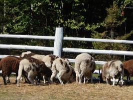 schapen grazen in een paddock op een weiland in een kudde foto