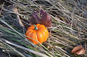 kleine herfstpompoen voor halloween in het bos foto