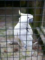 de kaketoe cacatuidae dat zijn geklemd of neergestreken Aan de ijzer hek muur van de kooi foto