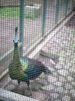 de mooi blauw Pauw is staand galant in de kooi, welke heeft bomen en bladeren in de dierentuin foto