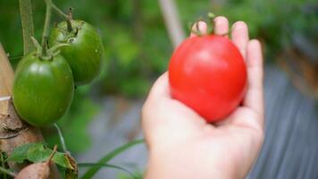 boer Holding vers tomaten Bij zonsondergang. voedsel, groenten, landbouw foto