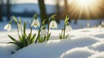 ai gegenereerd eerste voorjaar sneeuwklokjes bloemen plakken uit van de sneeuw. foto