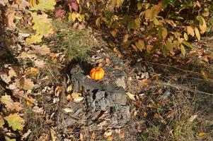 kleine herfstpompoen voor halloween in het bos foto