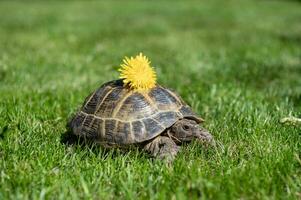 een mooi detailopname van een huiselijk schildpad of horsfield schildpad met een paardebloem Aan haar schelp foto