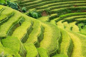rijst- veld- terrasvormig kromme Aan berg foto