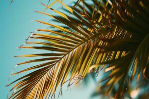 ai gegenereerd dichtbij omhoog van een palm boom blad met een blauw lucht in de achtergrond foto