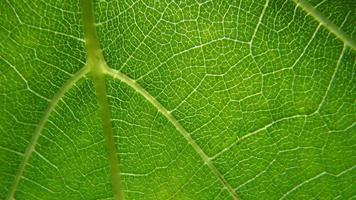 groene blad achtergrond. close-up van bladtextuur foto