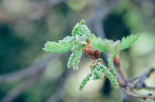 nieuwe boombladeren ontluiken in de lente bij eik foto