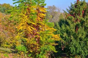 gouden herfst in het park. gele en rode bladeren aan de bomen foto