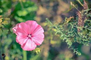 lavatera of malopa. roze. foto van boven