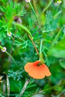 oranje eschscholzia op de weide close-up met blured achtergrond en caterpillar foto