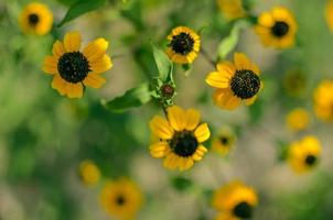 rudbeckia hirta l. toto, susan bloemen met zwarte ogen van de asteraceae familie foto