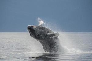 doorbrekende bultrug, frederick sound, alaska foto