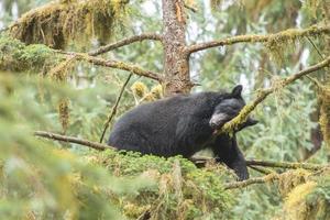 slapende zwarte berenwelp, anan creek, alaska foto
