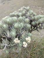 in gede pangrango berg in de buurt boef, Indonesië, de bloemen van edelweiss kan worden gevonden. foto