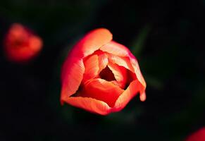 detailopname van de rood tulp Aan een donker achtergrond. natuurlijk behang. selectief focus. foto