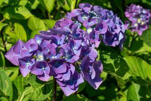 penny mac, hortensia macrophylla foto