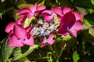 penny mac, hortensia macrophylla foto