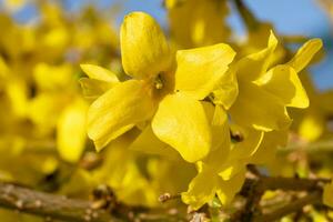 forsythia, forsythia tussenpersoon foto